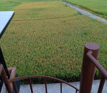 Peliatan Bed & Breakfast | 22 m² Bed and breakfast ∙ 2 guests