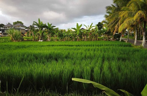 Mas House | Airlangga Villa Ubud: Stylish Tropical Retreat with Private Pool & Comfort