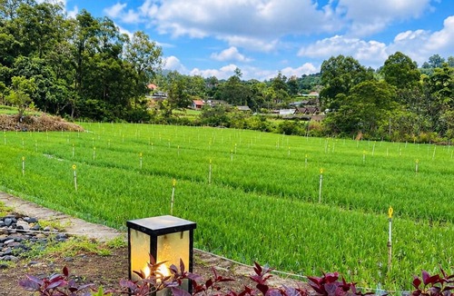 Toya Bungkah Cabin | Birdnestay Glamping Kintamani