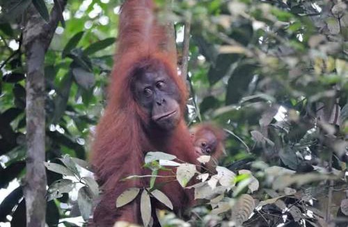 Bukit Lawang House | Mawas Guest House Only Book Trekking With Us