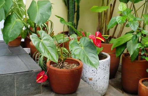 Cigadung Hostel | MiTS