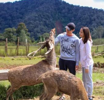 Rancabali House | Penginapan sweety homestays