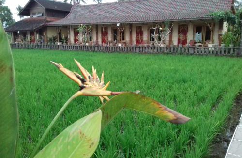 Lodtunduh House | Rice padi Artha