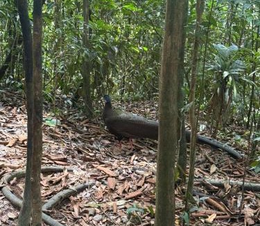 Bukit Lawang Hotel | Sumatra Orangutan Tours Orangutan Trekking with Airport Pick Up Drop Off and Accommodation Trekking Required for All Bookings