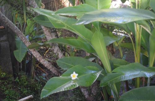 Pejeng Kawan Villa | Villa Yan Tara 2BR Private House Ubud Rice View Garden