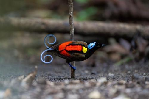 3-Day Waigeo Birdwatching Expedition in Pulau Saonek-kecil