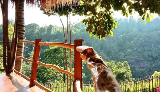 Dreamy Eco Tree House by 7 Waterfalls