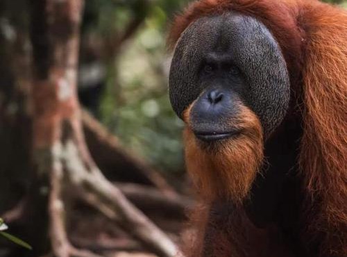 Sumatra Orangutan Tours Orangutan Trekking with Airport Pick Up Drop Off and Accommodation Trekking Required for All Bookings in Bukit Lawang