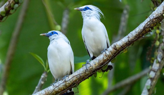 Svarga Uma Cottage - Unwind Amidst Bali Starling Sanctuary in Penebel