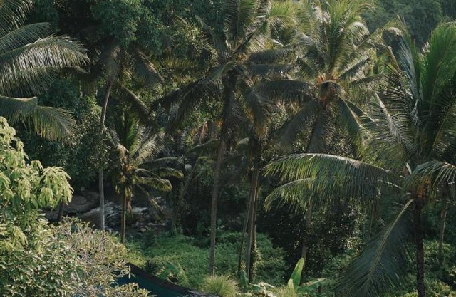 Bucu Resort 