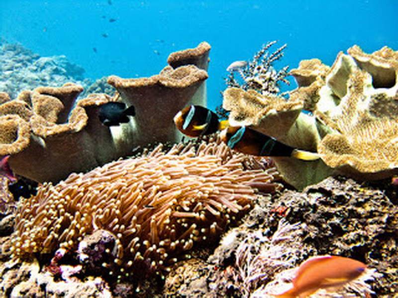 Photo of Others in Mushroom Bay