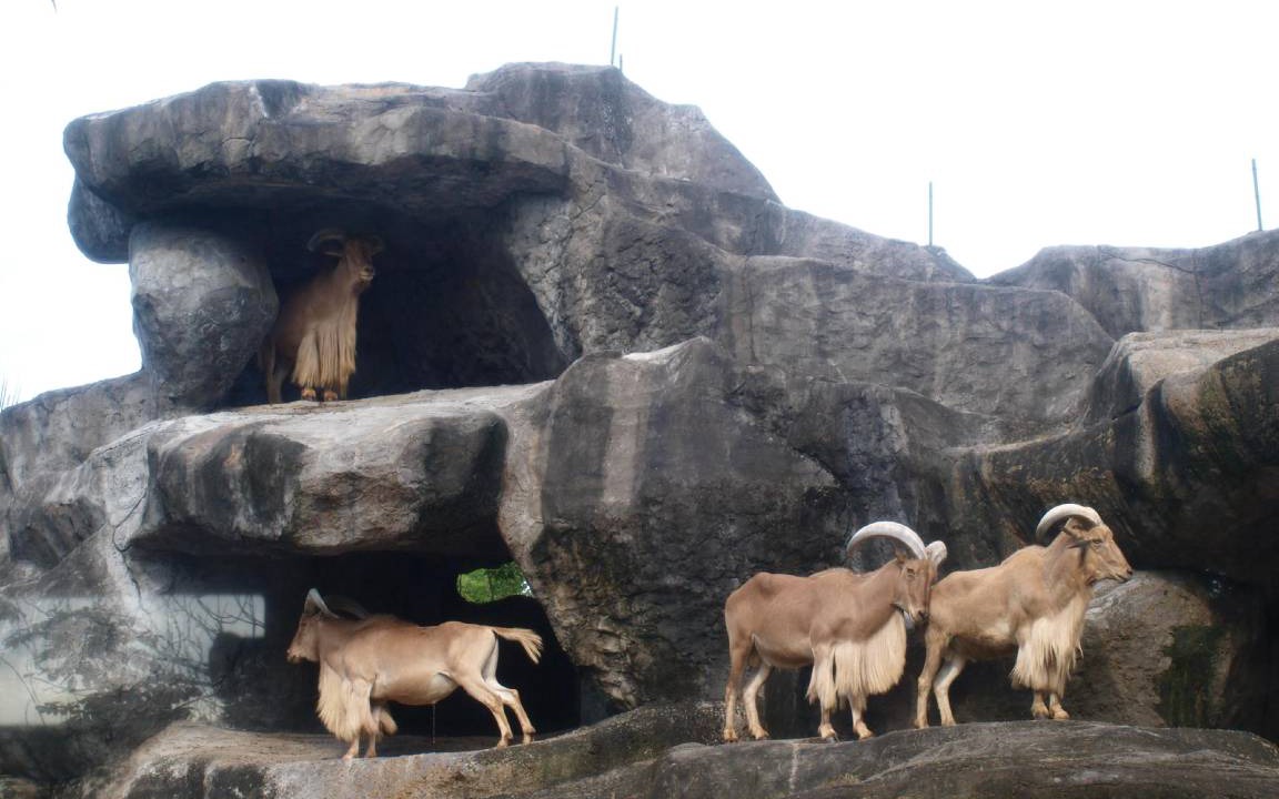 Photo of Others in Saba