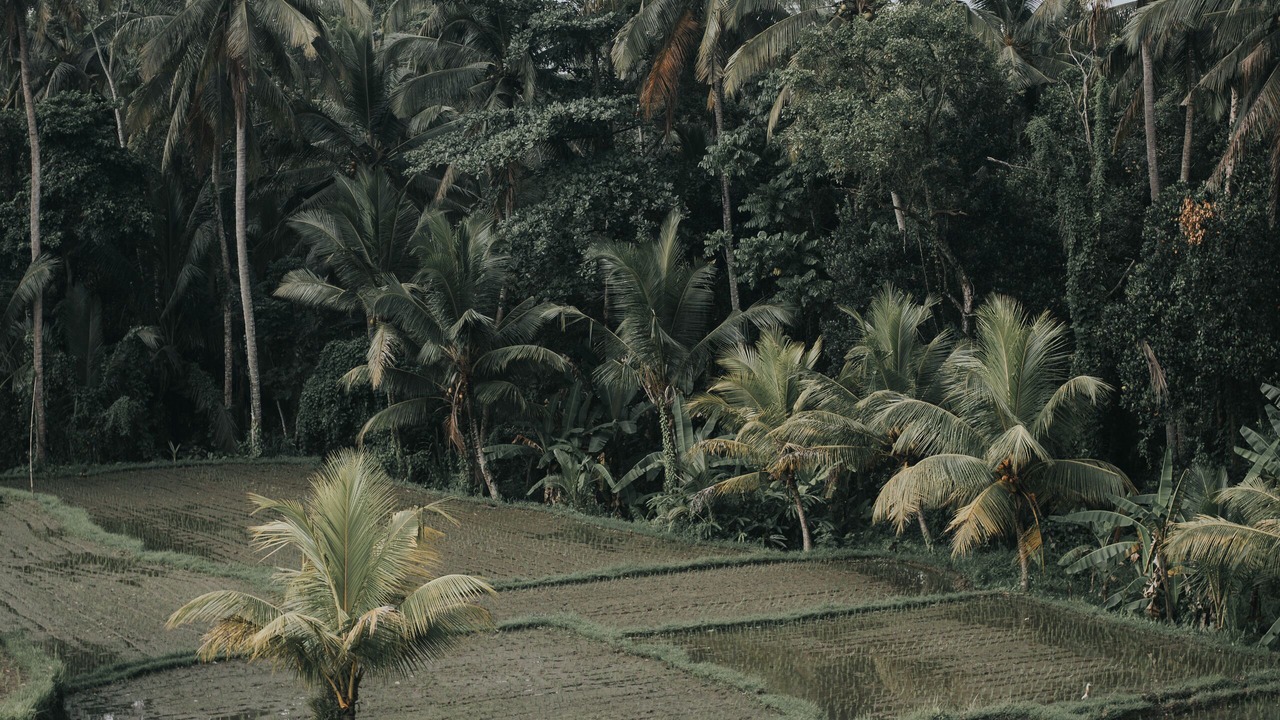 Photo of Outdoor in Pejeng Kawan