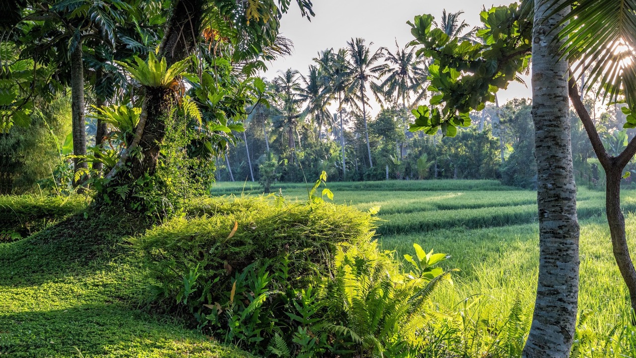 Photo of Others in Peliatan