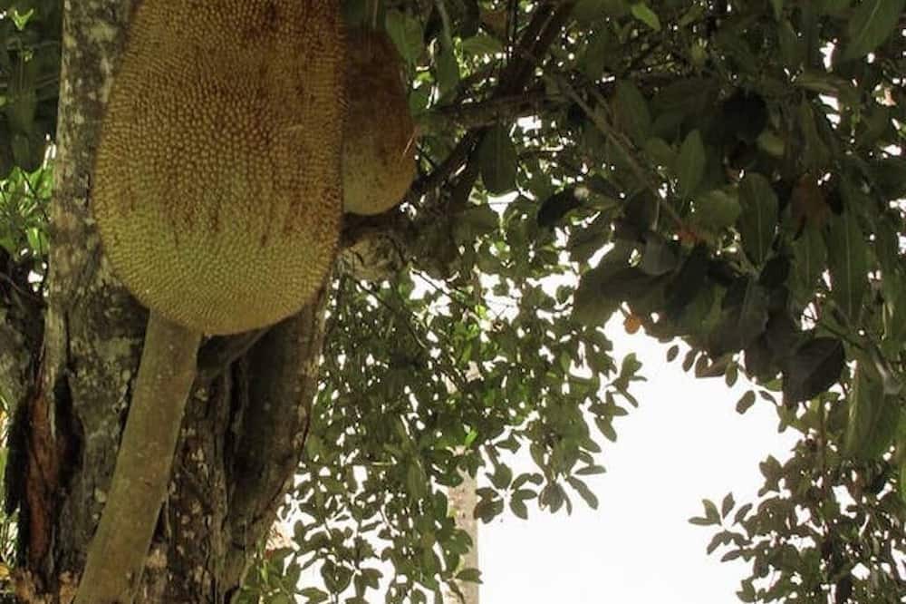 Photo of Outdoor in Lodtunduh