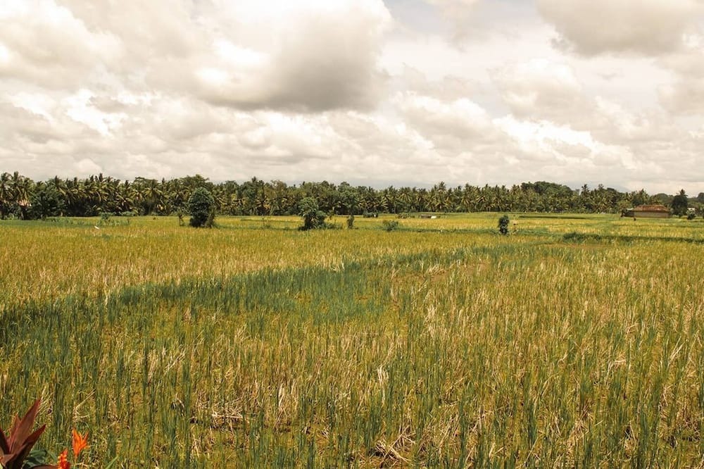 Photo of Outdoor in Lodtunduh