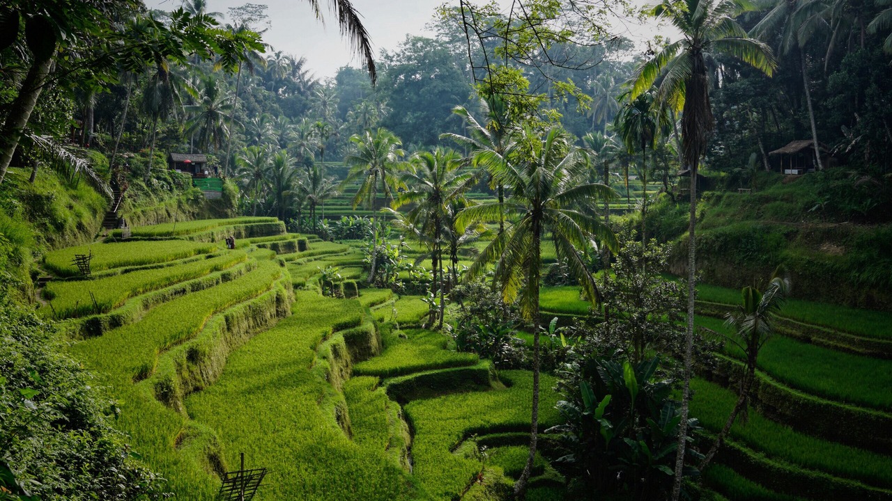 Photo of Outdoor in Pejeng Kawan