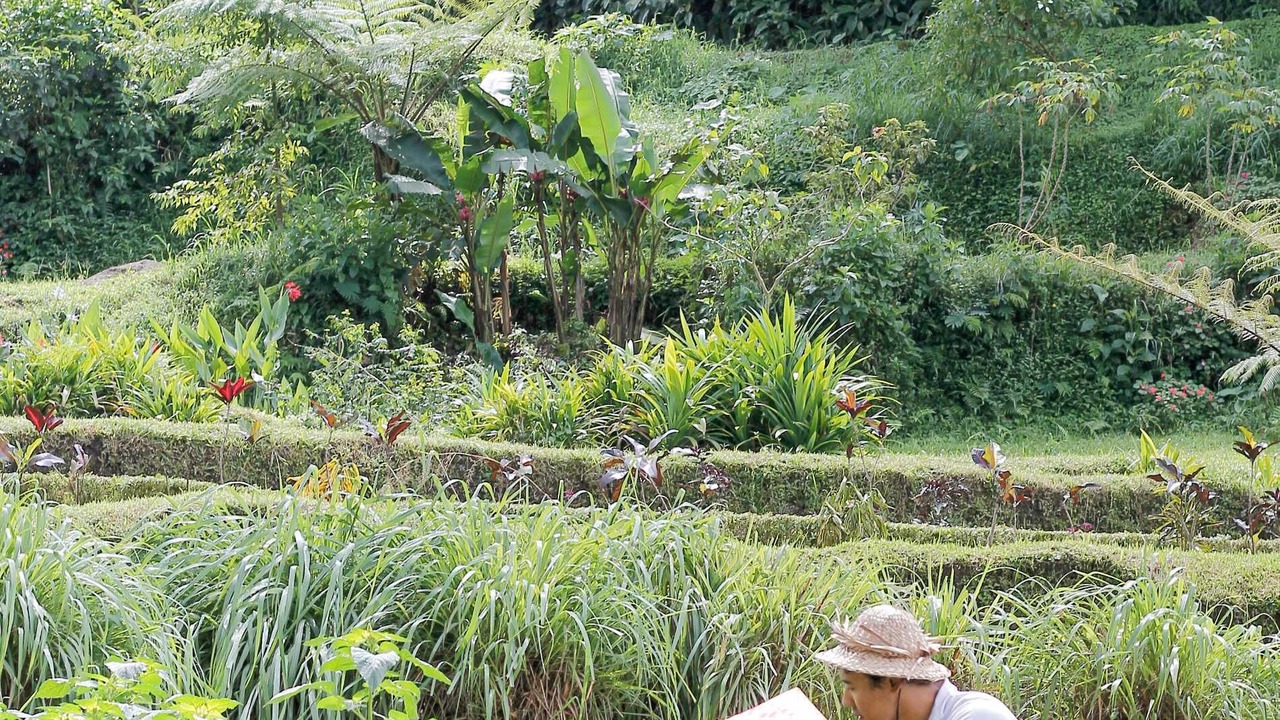 Photo of Outdoor in Baturiti
