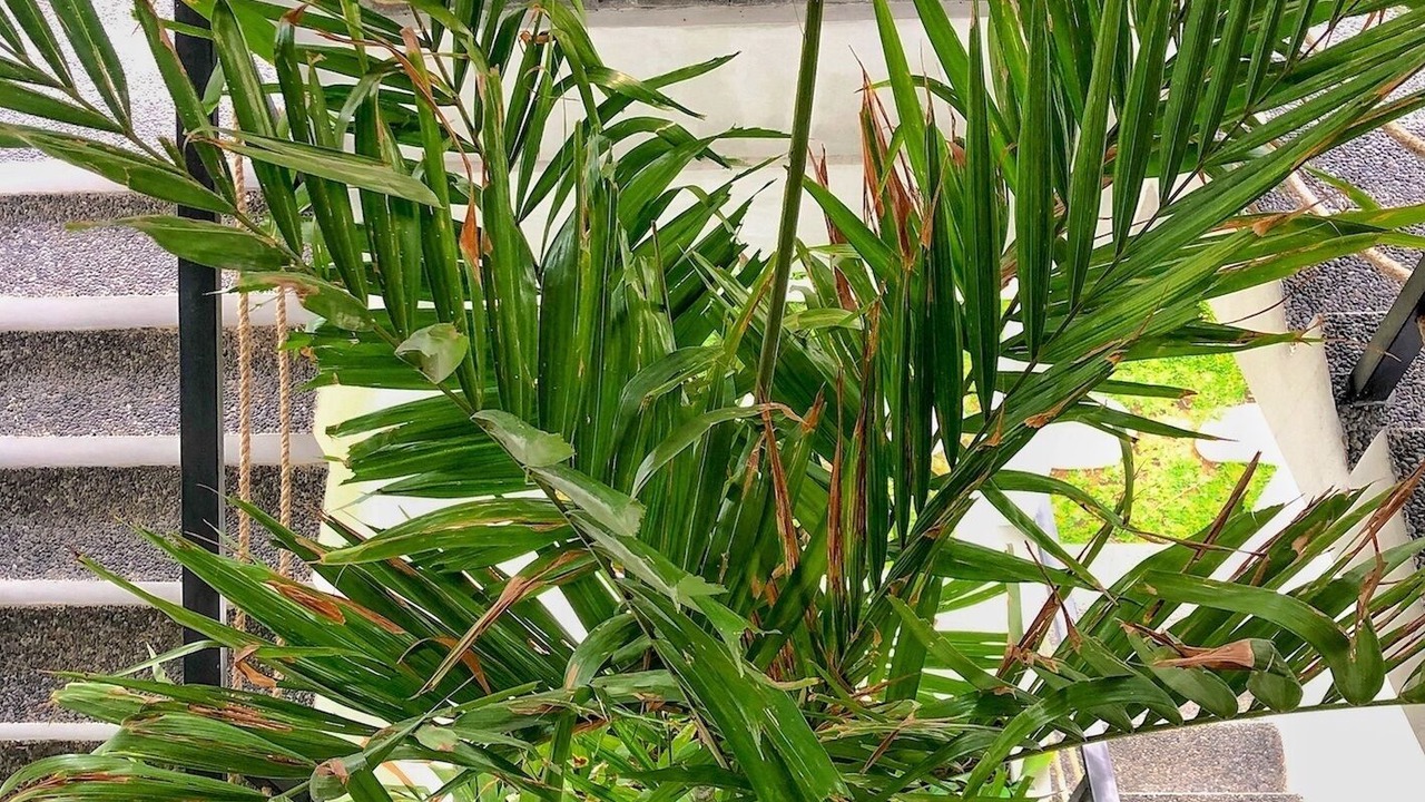 Photo of Outdoor in Kediri