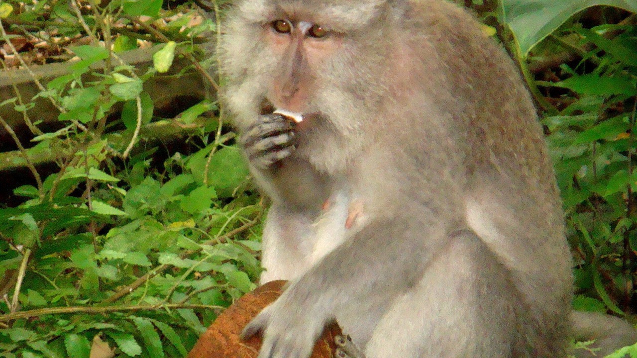 Photo of Others in Nyuh Kuning
