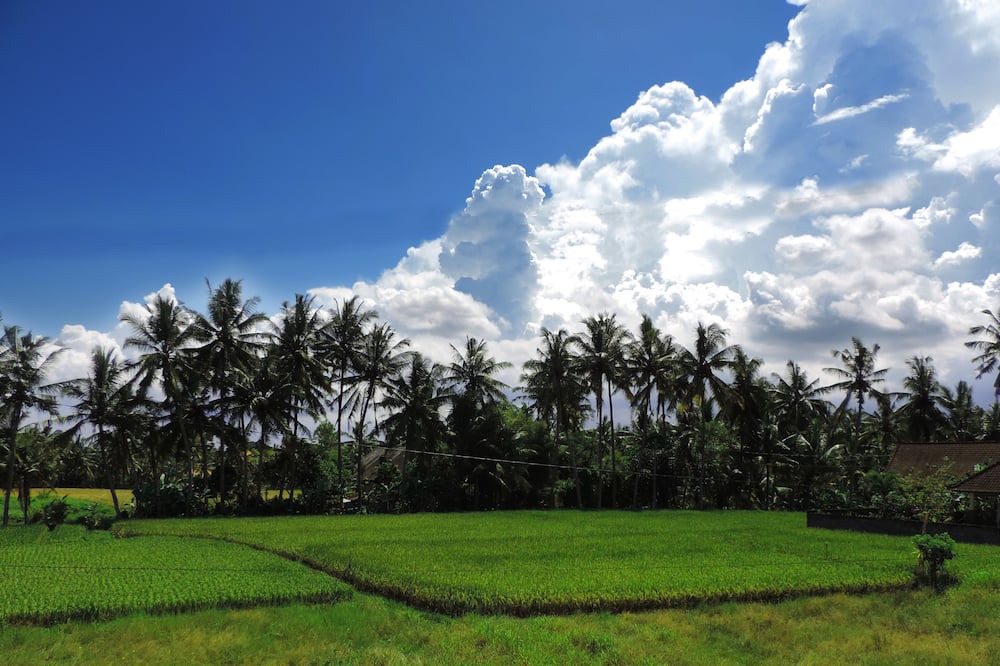 Photo of Others in Pengosekan