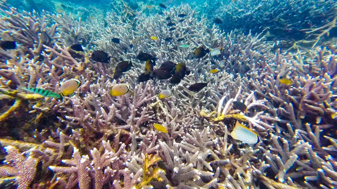 Photo of Outdoor in Penida Island