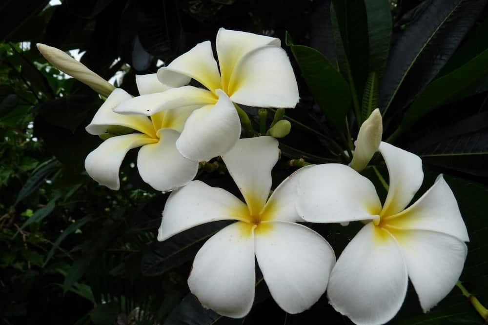 Photo of Outdoor in Saba