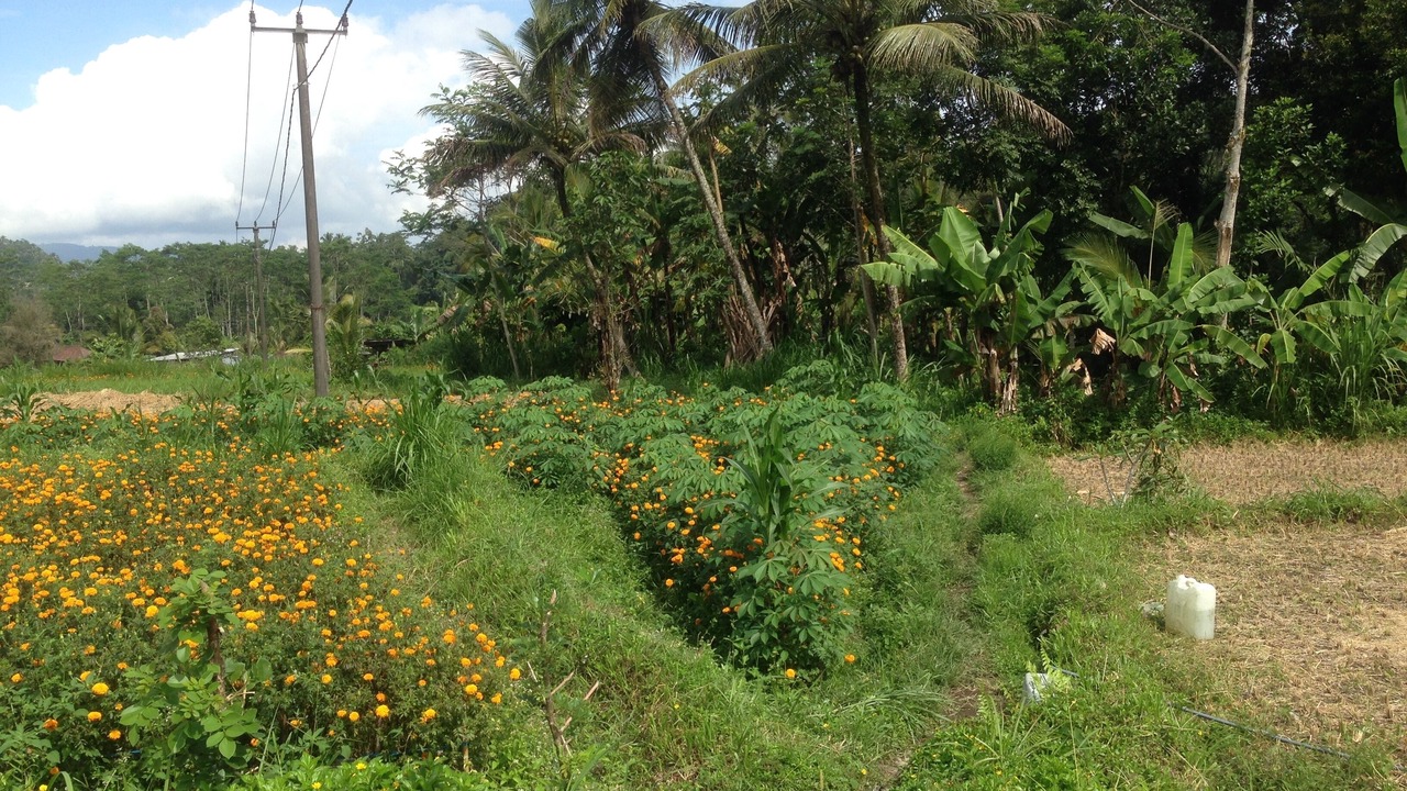 Photo of Outdoor in Selat