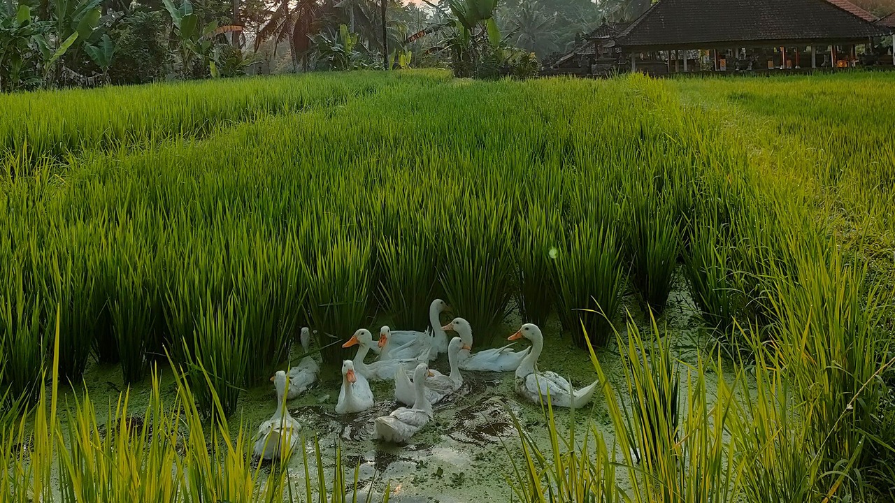 Photo of Outdoor in Kenderan
