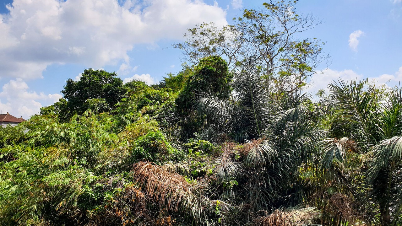 Photo of Outdoor in Dalung