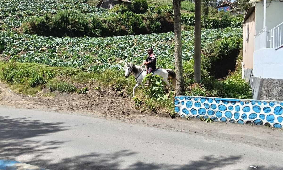 Photo of Others in Ngadisari