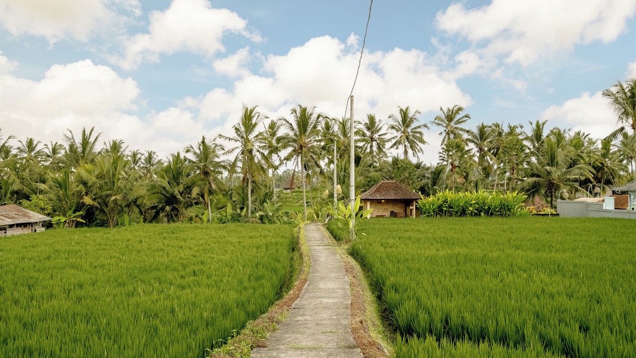 Photo of Outdoor in Tegallalang