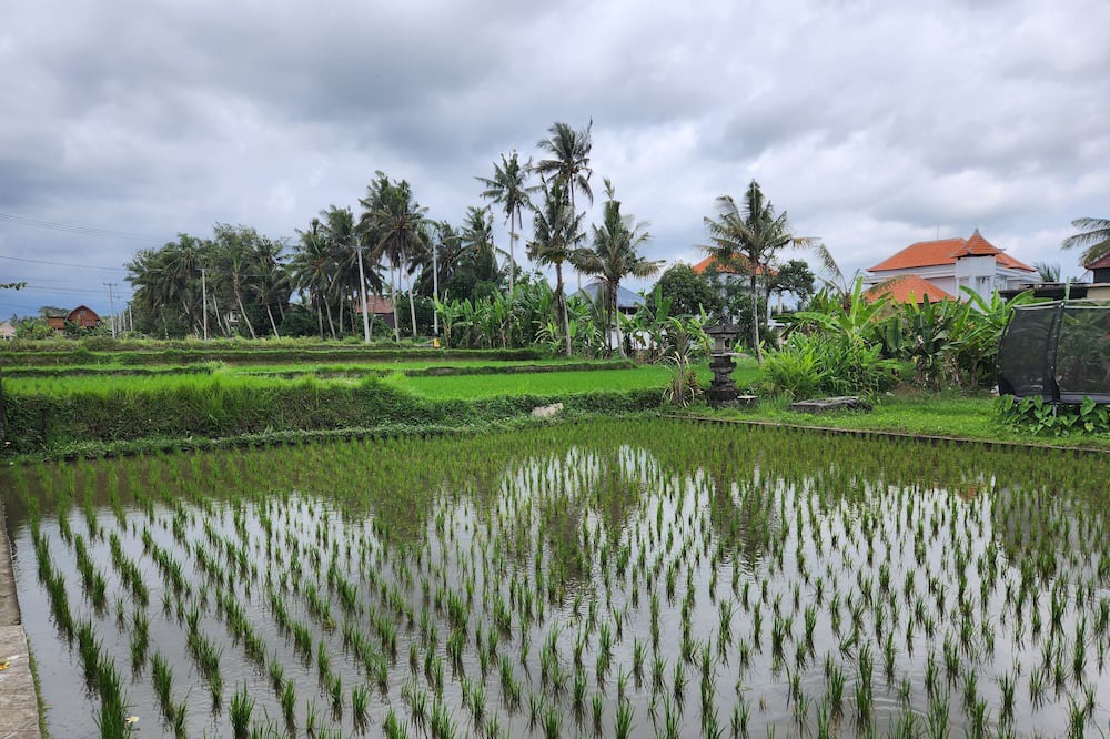 Photo of Others in Pejeng Kawan
