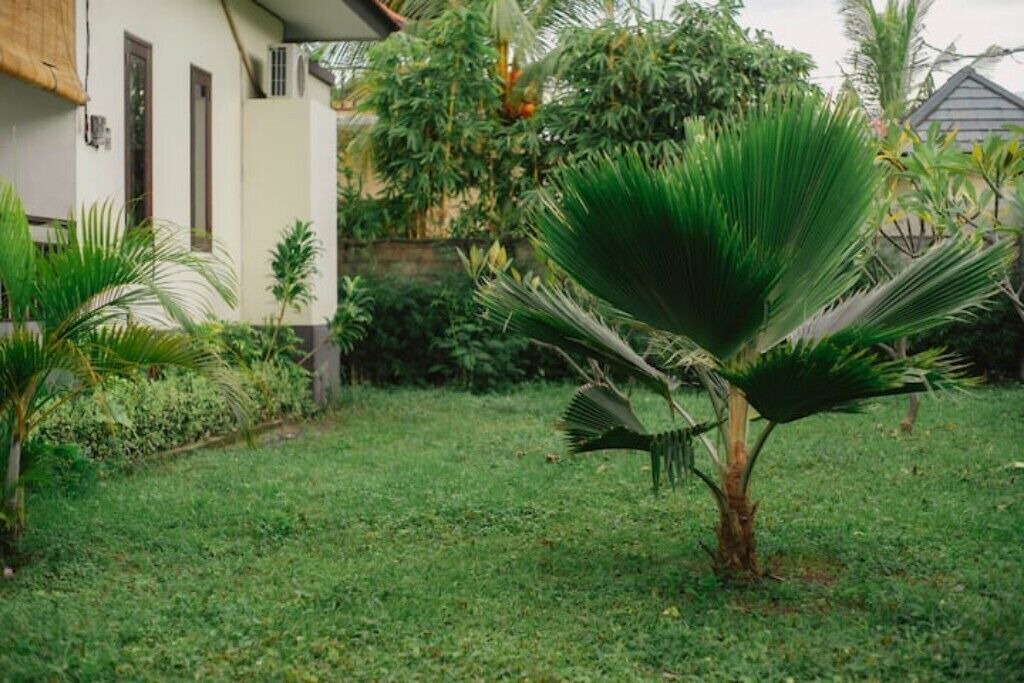 Photo of Outdoor in Abang