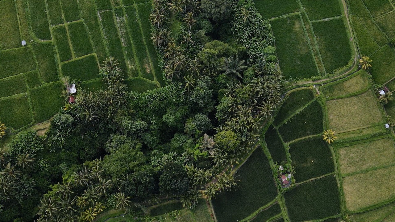 Photo of Outdoor in Payangan