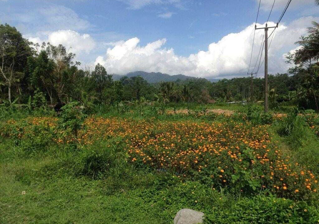 Photo of Outdoor in Selat