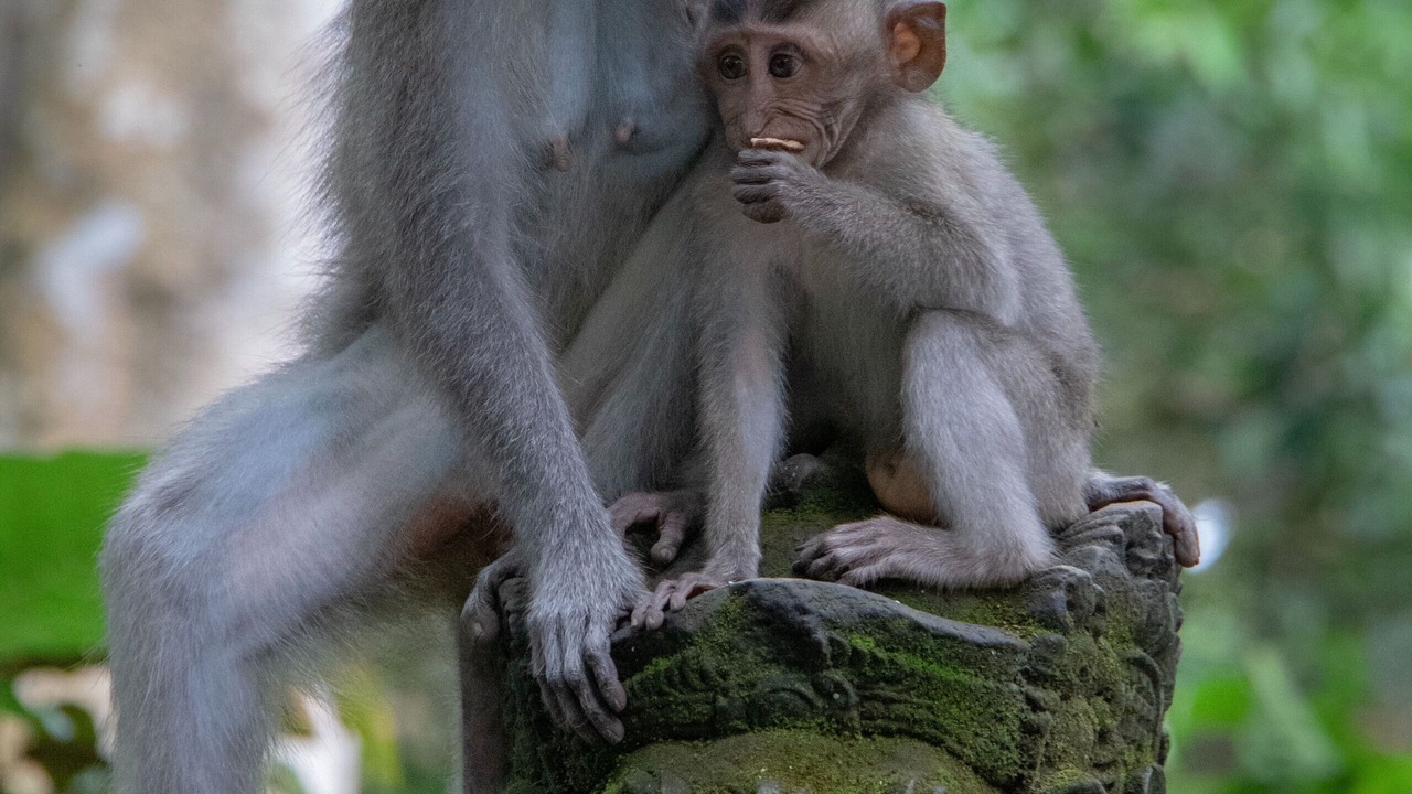Photo of Others in Melayang