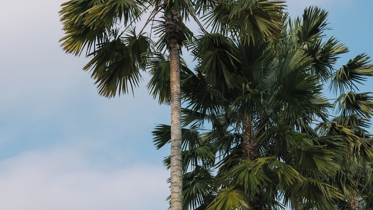 Photo of Outdoor in Lodtunduh