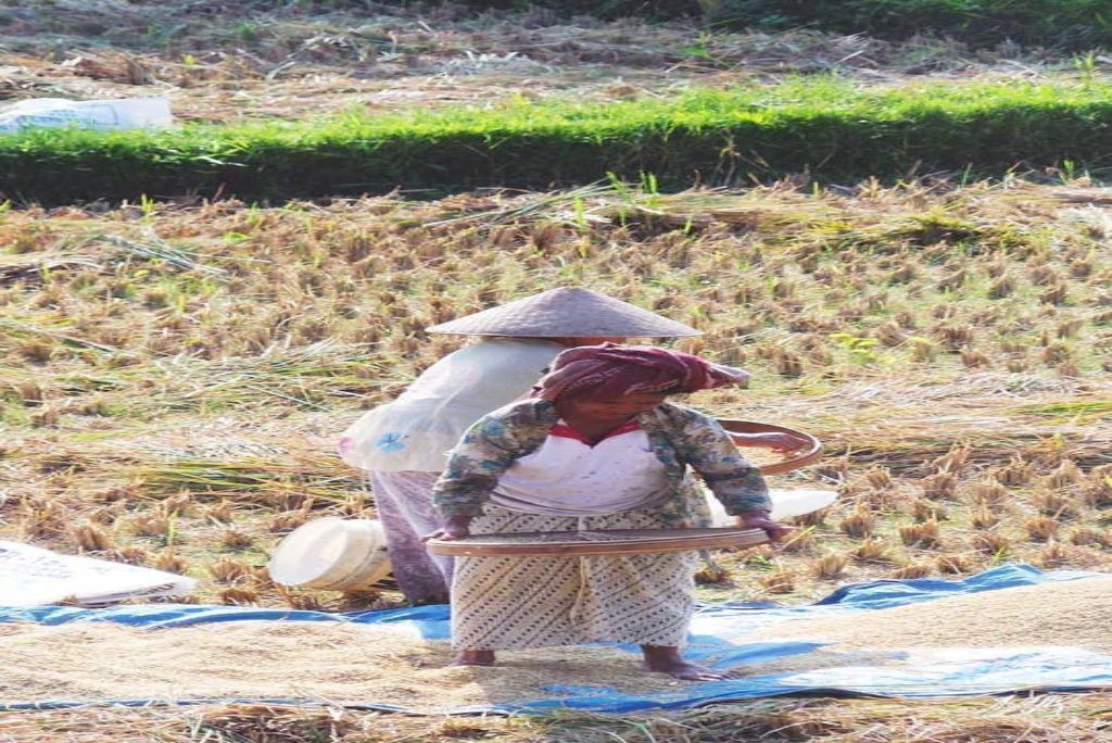Photo of Outdoor in Tegallalang