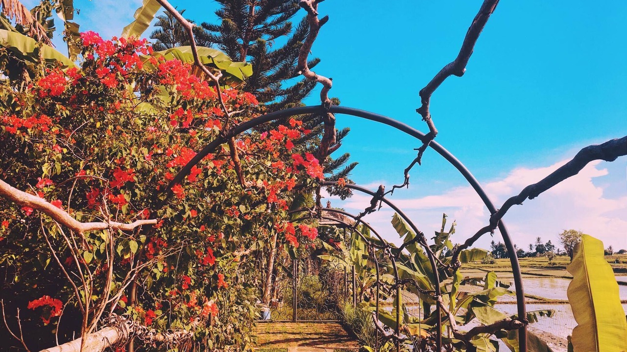 Photo of Outdoor in Singapadu Tengah