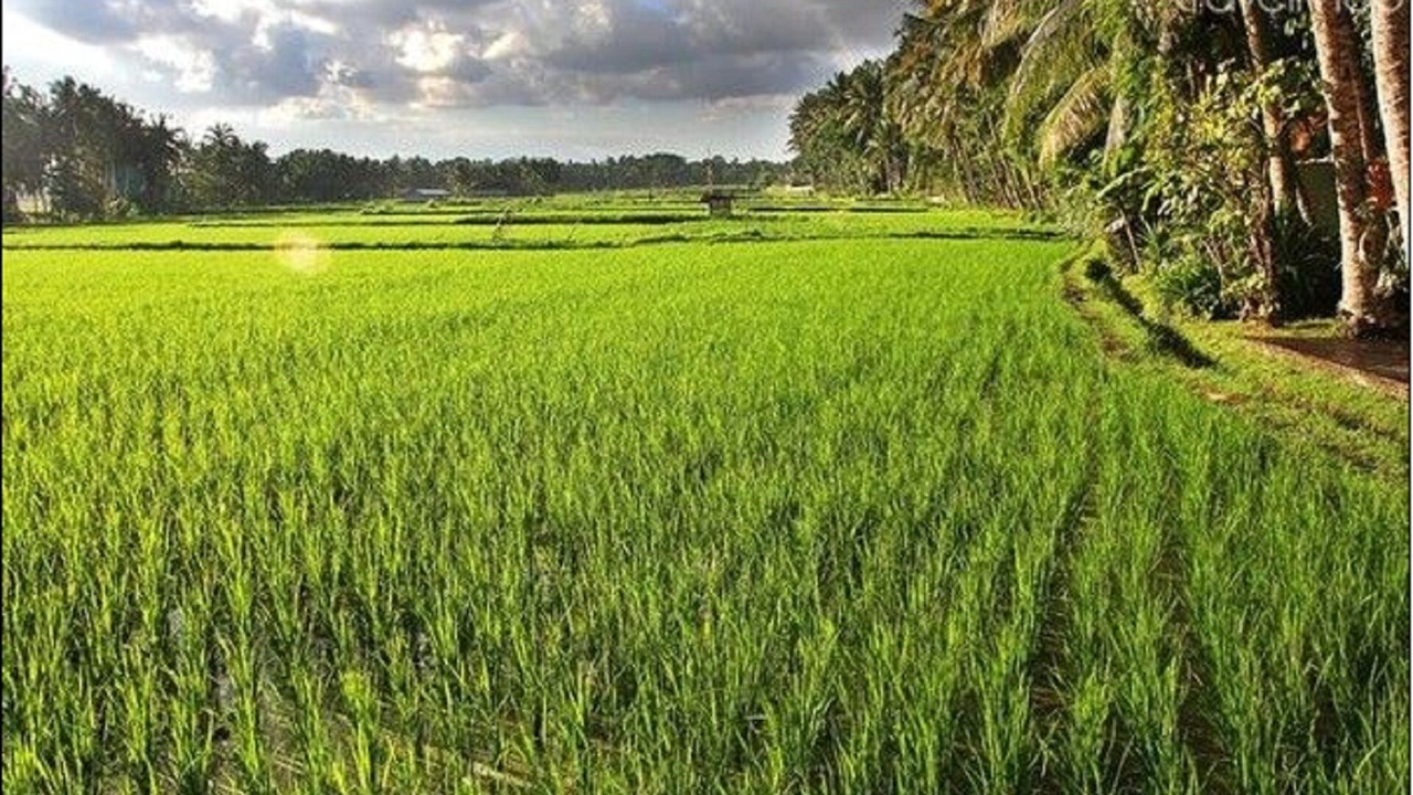 Photo of Others in Lodtunduh
