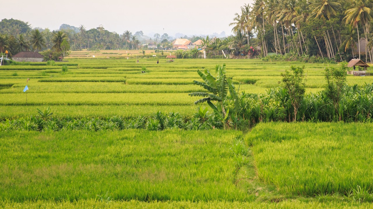 Photo of Others in Lodtunduh