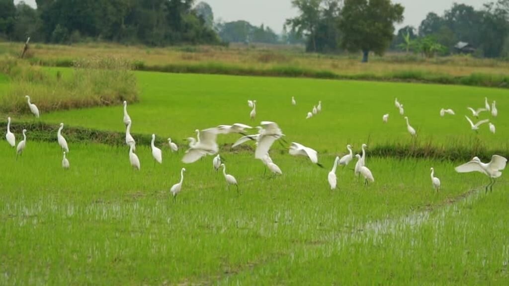 Photo of Others in Petulu