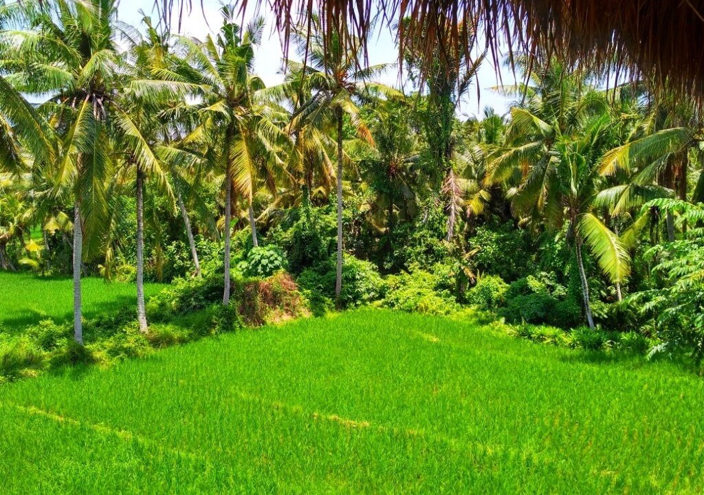 Photo of Outdoor in Penatih
