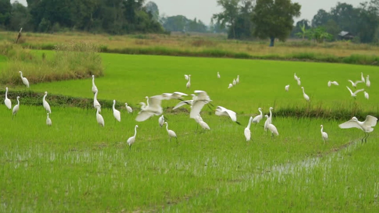 Photo of Others in Kutuh Kaja