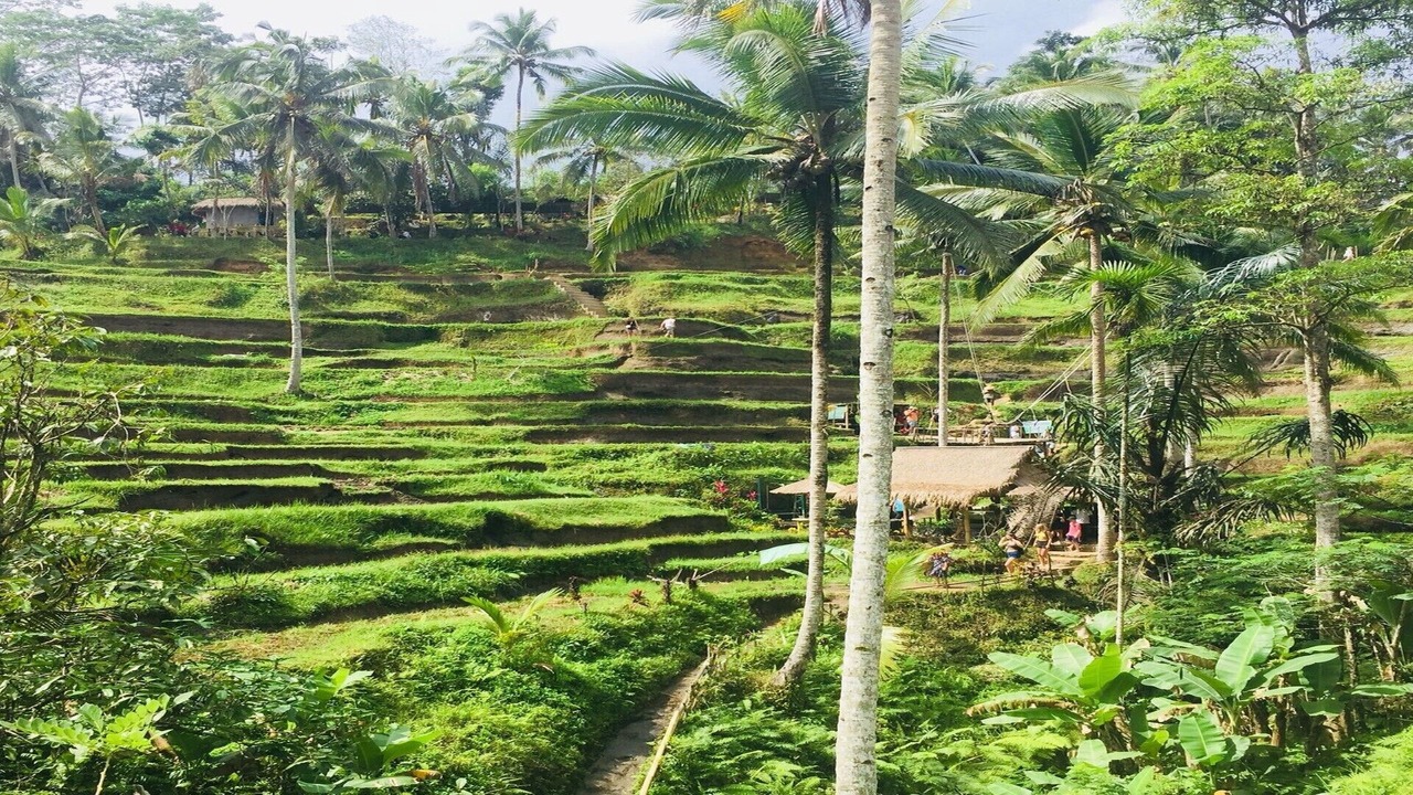 Photo of Outdoor in Tegallalang