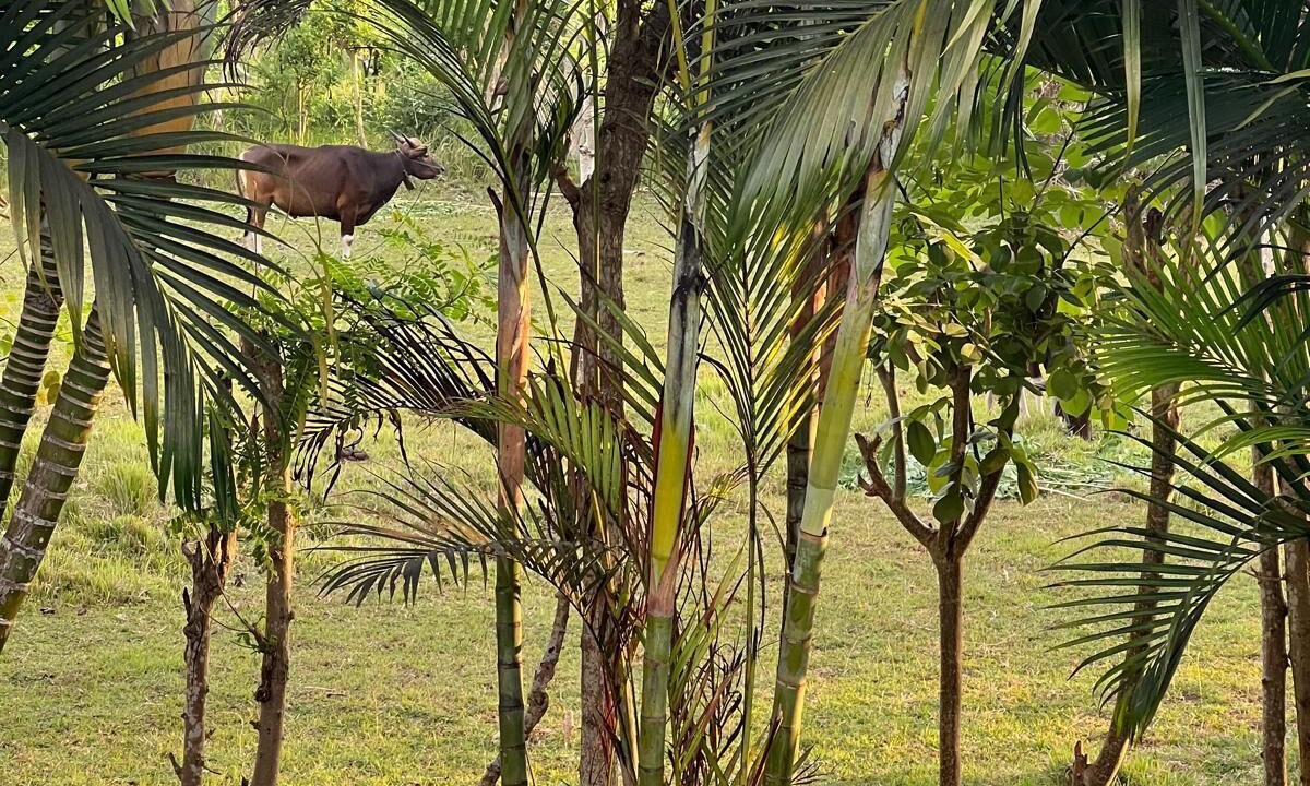 Photo of Outdoor in Pecatu