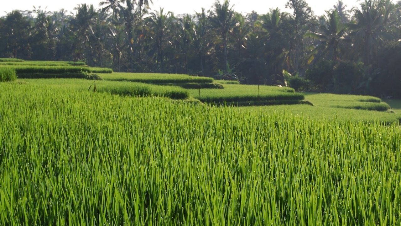 Photo of Others in Melayang