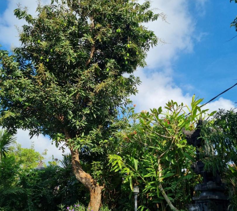 Photo of Outdoor in Ketewel