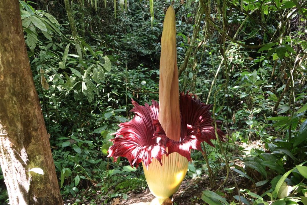 Photo of Others in Bukit Lawang
